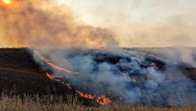 Pâturage : Chaque année, près de 750 millions mru d’aliments de bétail partent en fumée