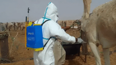 Troisième cas confirmé de fièvre de la Vallée du Rift