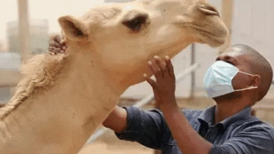 Fièvre de la vallée du Rift : 12 foyers confirmés en Mauritanie, selon le ministère du Développement animal