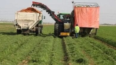Les agriculteurs de Rosso manifestent pour réclamer l’achat de leur production de paddy
