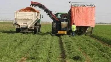 Les agriculteurs de Rosso manifestent pour réclamer l’achat de leur production de paddy