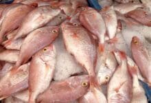 Malgré une abondance du poisson, les prix demeurent élevés