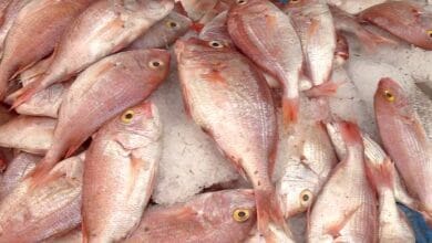 Malgré une abondance du poisson, les prix demeurent élevés