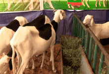 Mauritanie. Regain d’intérêt aux moutons de case : quand Tabaski est à portée de bêlements