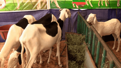 Mauritanie. Regain d’intérêt aux moutons de case : quand Tabaski est à portée de bêlements