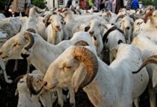 Tabaski : la Mauritanie tente de combler un déficit sénégalais de 500.000 moutons de sacrifices