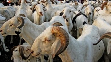 Tabaski : la Mauritanie tente de combler un déficit sénégalais de 500.000 moutons de sacrifices