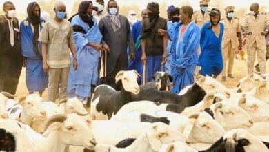 Tabaski 2026 : la Mauritanie envoie plus de 123 000 têtes pour le marché sénégalais