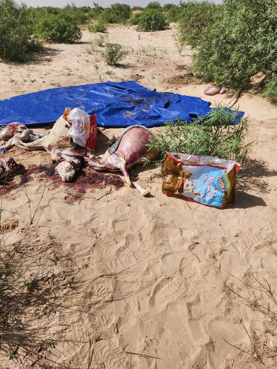 Toujounine : saisie de viandes issues d’abattages clandestins et portant de faux cachets vétérinaires